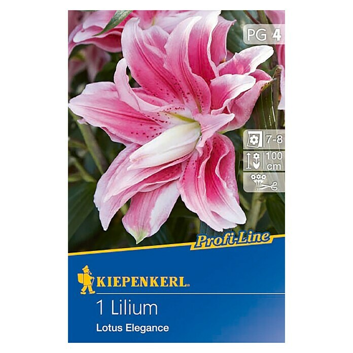Kiepenkerl Profi-Line Sommerblumenzwiebeln Lilie 