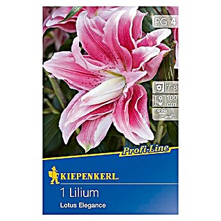 Kiepenkerl Profi-Line Sommerblumenzwiebeln Lilie (Lilium x hybrida 'Lotus Elegance', 1 Stk.)