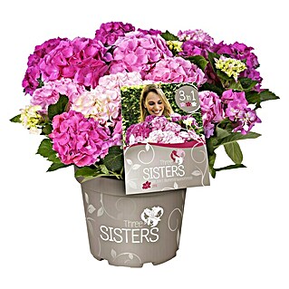 Bauernhortensie (Hydrangea macrophylla 'Three Sisters'® Pink, Topfvolumen: 6 l, Dreifarbig pink)