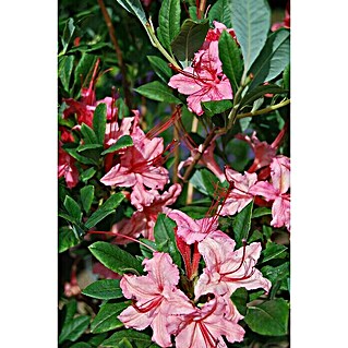 Rhododendron (Rhododendron viscosum 'Weston's Sparkler', Topfvolumen: 4,6 l, Dunkelrosa)