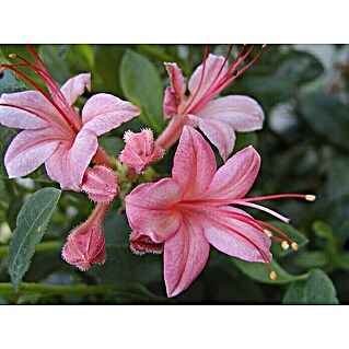 Rhododendron (Rhododendron viscosum 'Pink and Sweet', Topfvolumen: 4,6 l, Hellrosa)