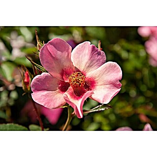 Rosenstämmchen (Rosa 'For your eyes only'® (Cheweyesup), Apricot, Topfvolumen: 10 l)