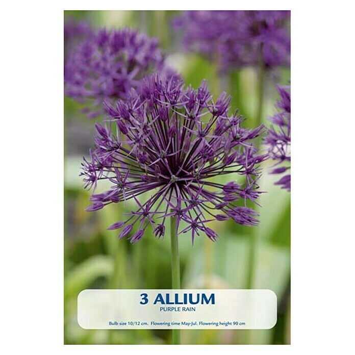 Cvjetne lukovice Allium Purple Rain 