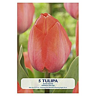 Cvjetne lukovice Tulipan Orange van Eijk (Narančasta, Botanički opis: Tulipa)