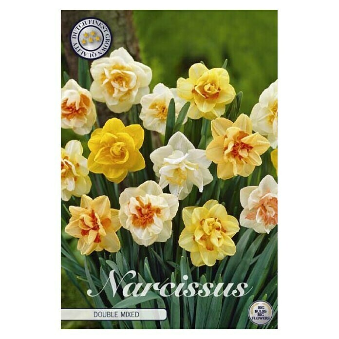 Cvjetne lukovice Narcissus Double 
