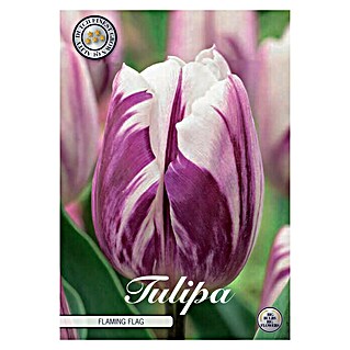Cvjetne lukovice Tulipan Triumph Flaming Flag (Botanički opis: Tulipa, Ljubičaste boje)
