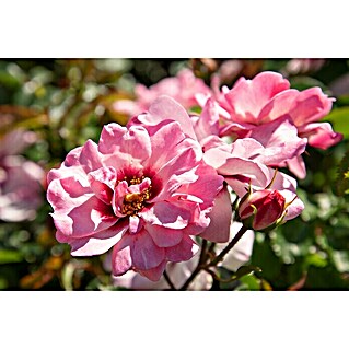 Rosenstämmchen (Rosa 'Eye to eye'® (Chewcoeye), Pink)