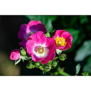 Rosenstämmchen (Rosa 'Rosy Boom® Mini', Pink)