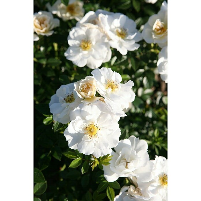 Beetrose (Rosa 'Bienenweide®Weiß', Weiß) -