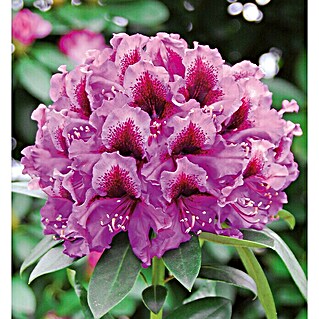 Großblumiger Rhododendron (Rhododendron 'Orakel' EASYDENDRON®, Topfvolumen: 5 l, Violett)