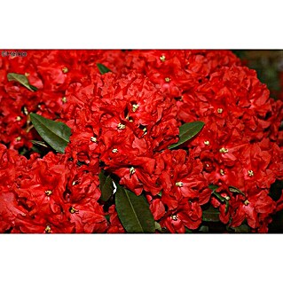 Großblumiger Rhododendron (Rhododendron 'Rabatz'® EASYDENDRON®, Topfvolumen: 5 l, Rot)
