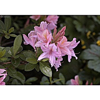 Rhododendron (Rhododendron luteum 'Soir de Paris', Topfvolumen: 4,6 l, Rosa)