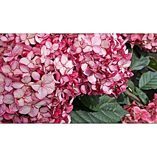 Ballhortensie (Hydrangea arborescens 'Ruby Annabelle'®, Rot, Topfvolumen: 5 l)