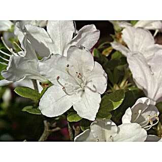 Japanische Azalee (Rhododendron obtusum 'Inas Diamant'®, Topfvolumen: 2 l, Weiß)