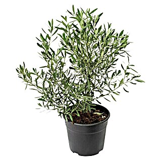 Piardino Olivenbusch (Olea europaea, Topfgröße: 20 cm, Aktuelle Wuchshöhe: 60 cm)
