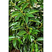 Prunus lusitanica 23Angustifolia