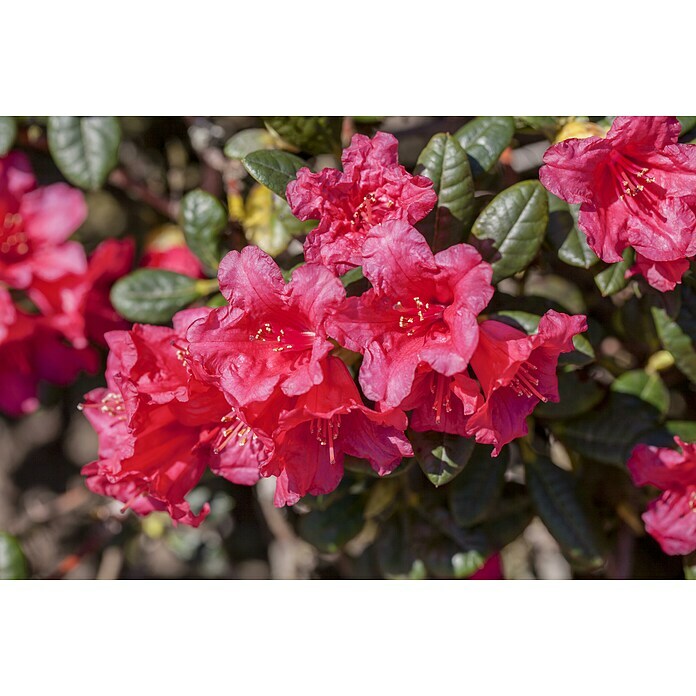 Rhododendron hybride19  i.S. gem. Topf