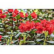 Rhododendron hybride19  i.S. gem. Topf