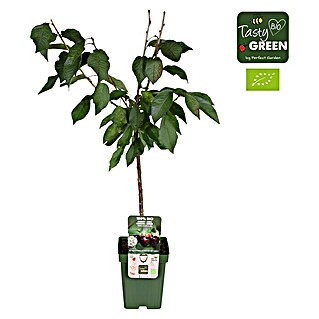 Tasty Green Süßkirschbaum Bio (Prunus avium 'Regina', Topfgröße: 23 cm, Erntezeit: August - September)