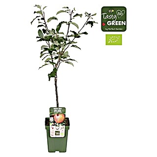 Tasty Green Apfelbaum Bio (Malus domestica 'Gala', Topfgröße: 23 cm)