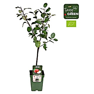 Tasty Green Apfelbaum Bio (Malus domestica 'Roter Boskoop', Topfgröße: 23 cm, Erntezeit: September - Oktober)
