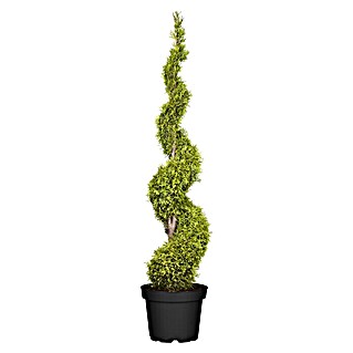 Piardino Lebensbaum Spirale (Thuja occidentalis Smaragd Spirale, Topfgröße: 33 cm, Aktuelle Wuchshöhe: 100 cm)