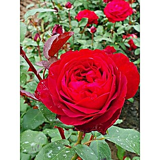 Edelrose 'Tiamo' (Rosa 'Tiamo'  -R-, Rot)
