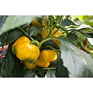 Piardino Paprika (Capsicum annuum, Topfgröße: 10 cm, Farbe Frucht: Gelb, Erntezeit: Juni - Oktober)
