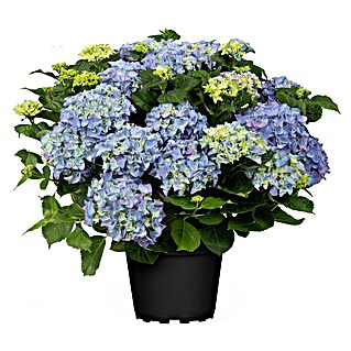 Piardino Bauernhortensie (Hydrangea macrophylla, Blütenfarbe: Blau)