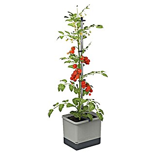 Gusta Garden Pflanztopf Tom Tomato (28 x 35 x 136 cm, Ausstattung: Bewässerungssystem)