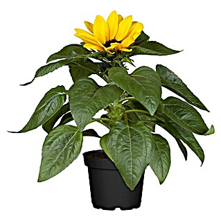 Piardino Sonnenblume (Helianthus annuus, Topfgröße: 13 cm, Gelb)