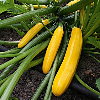 Piardino Zucchini (Cucurbita pepo var. giromontiina, Topfgröße: 10 cm, Farbe Frucht: Gelb, Erntezeit: Ab September)