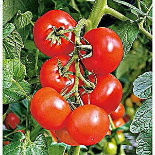 Piardino Tomate Bio (Solanum lycopersicum 'Phantasia', Topfgröße: 11 cm, Erntezeit: Ab Juli)
