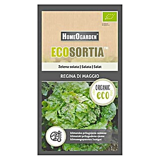 HomeOgarden Sjeme povrća Ecosortia salata-svibanjska kraljica (Botanički opis: Lactuca sativa L.)