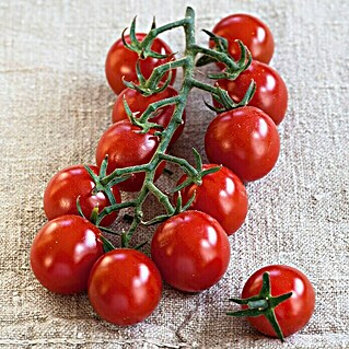 Piardino Cocktailtomate (Solanum lycopersicum 'Solena® Sweet Red', Erntezeit: Juli - Oktober)