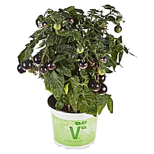 Piardino Mini-Tomate Bio (Solanum lycopersicum 'Purple Boy', Topfgröße: 12 cm, Erntezeit: Ab Juli)