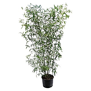 Piardino Bambus (Phyllostachys aureasulcata 'Spectabilis', Topfgröße: 24 cm)