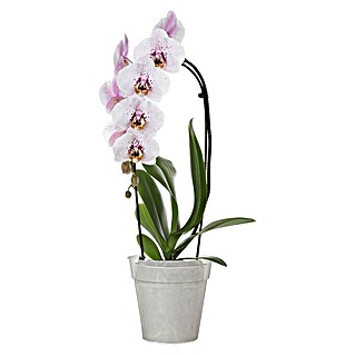 Artevasi Madagascar Orchideentopf (Außenmaß (Ø x H): 13 x 12,4 cm, Kunststoff, Transparent)