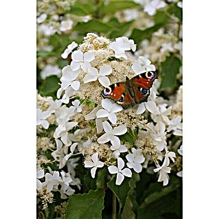 Schmetterlings-Hortensie 'Sternfalter' (Hydrangea paniculata 'Sternfalter', Weiß)