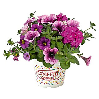 Piardino Pflanzen-Mix Confetti - Garden Trio (Topfgröße: 12 cm, Sortenabhängig)