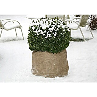 Frostschutz pflanzen - Die besten Frostschutz pflanzen verglichen!