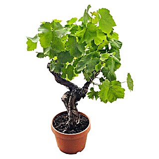 Weinrebe Bonsai (Vitis vinifera, Topfgröße: 19 cm, Erntezeit: August)