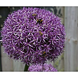 Piardino Frühlingsblumenzwiebeln Zierlauch (Allium, Topfgröße: 14 cm)
