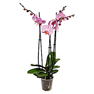 Piardino Schmetterlingsorchidee (Phalaenopsis Hybride, Topfgröße: 12 cm, Lila, Anzahl Triebe: 3, Wuchsform: Aufrecht)