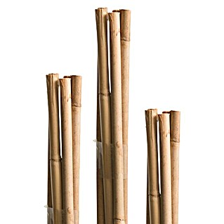 Windhager Bambusstab (Länge: 210 cm)