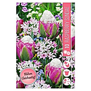 Frühlingsblumenzwiebel-Mix Raspberry Sundae (Tulipa 'Ice Cream' & Allium 'Cameleon', 10 Stk.)