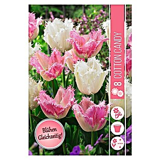 Frühlingsblumenzwiebeln Cotton Candy (Tulipa 'Huis ten Bosch' & Tulipa 'Noordeinde', 8 Stk.)
