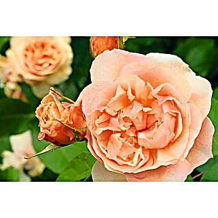 Piardino Edelrose (Rosa hybride, Sortenabhängig, Topfvolumen: 3 l)