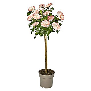 Piardino Rosenstämmchen (Rosa hybride, Topfgröße: 23 cm, Sortenabhängig)