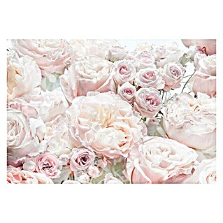 Komar Fototapete Spring Roses (8 -tlg., 368 x 254 cm, Papier)